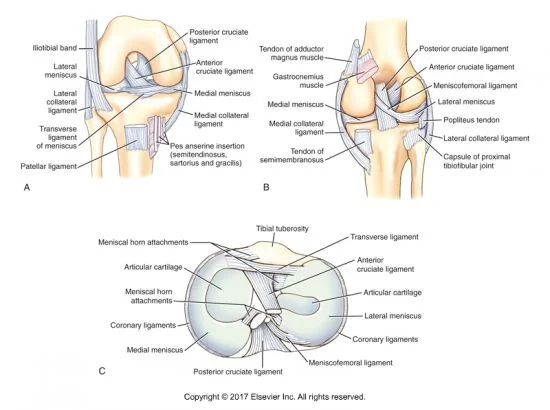 Learning from Dancers to Prevent Non-Contact ACL Injuries 3 ACL injuries