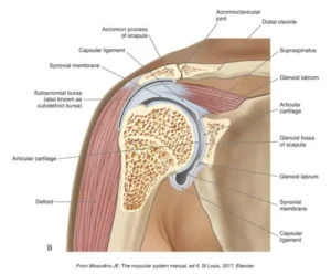 Frozen Shoulder - The Causes 3 010006b 550x455 1