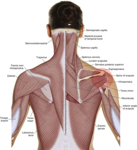 Frozen Shoulder - The Causes 1 shoulder pain