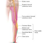 Sciatica help Bathgate – A Comprehensive Manual Therapy Treatment Guide for Sciatica