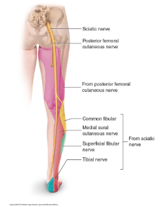 sciatica help bathgate