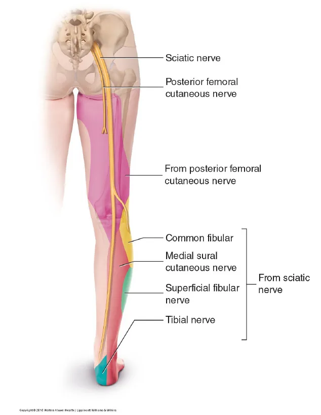 SENSORY INNERVATION OF THE SCIATIC NERVE INTO THE LOWER EXTREMITY. PERMISSION: JOSEPH E. MUSCOLINO. PERMISSION: JOSEPH E. MUSCOLINO. MANUAL THERAPY FOR THE LOW BACK AND PELVIS – A CLINICAL ORTHOPEDIC APPROACH (2015).