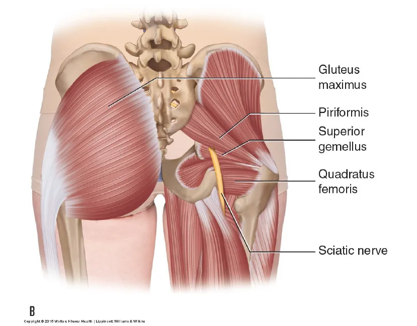 Clinical Massage Bathgate - THE SCIATIC NERVE. PERMISSION JOSEPH E. MUSCOLINO. MANUAL THERAPY FOR THE LOW BACK AND PELVIS – A CLINICAL ORTHOPEDIC APPROACH (2015)
